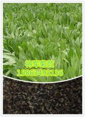 广东省珠海市聚合草种根哪里卖