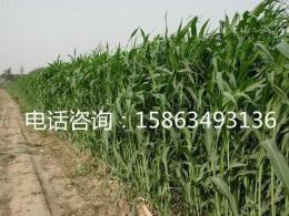 广东省惠州市养牛牧草种子品种