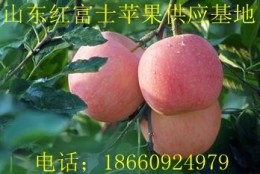 山东精品苹果供应信息 山东苹果供应产地