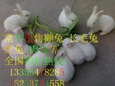 肉兔现在什么价格 哪有卖肉兔的 养殖肉兔发
