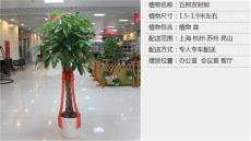 上海家庭绿化家庭园艺客厅摆放什么植物