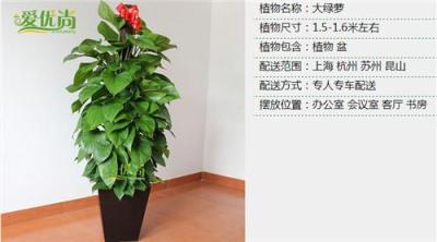 上海家庭绿化家庭园艺客厅摆放什么植物