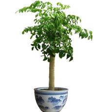 天津植物出租公司天津植物租赁植物销售