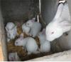 兔子养殖场 山东獭兔养殖 獭兔价格 獭兔