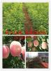 江西草莓苗种苗