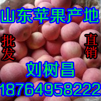 供紅星蘋果產地批發 山東紅星蘋果最新價格