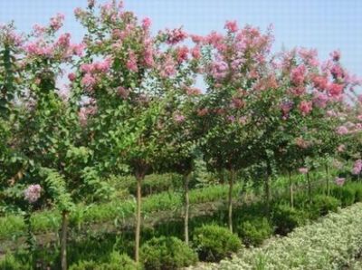 紫薇的價(jià)格 紫薇價(jià)格是多少 紫薇價(jià)格報(bào)價(jià)