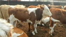 金鼎大型牛养殖场供应西门塔尔牛 夏洛莱牛