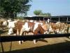 金鼎大型牛养牛场提供肉牛养殖技术