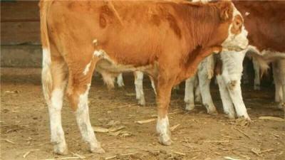 山西金鼎大型牛养殖场提供肉牛养殖技术指导