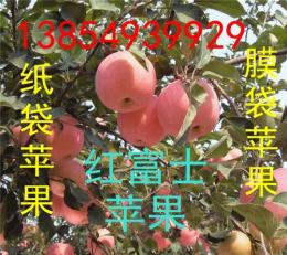山东红星苹果 产地价格种植面大 今年报价