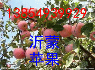 红星苹果种植基地山东的苹果发往江苏了
