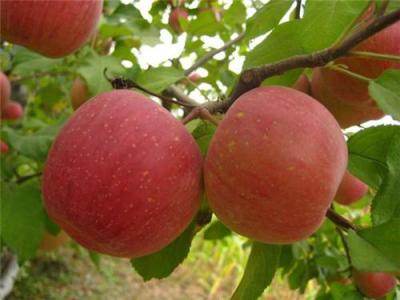 山东苹果价格红富士苹果价格及产地