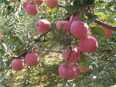 紅星蘋果價(jià)格紅星蘋果產(chǎn)地及價(jià)格