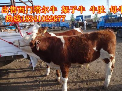 山東西門塔爾牛 山東架子牛 山東牛犢價格