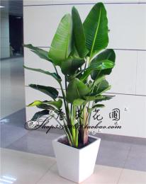 上海黄浦区植物租摆办公绿化植物租赁