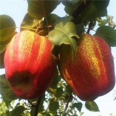 梨苗新品种 早酥红梨 满天红梨苗