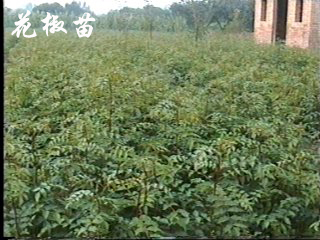 山東大紅袍花椒苗價(jià)格 大紅袍花椒苗批發(fā)價(jià)