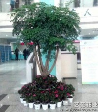 郑州花卉租摆公司长期出租大型绿植幸福树