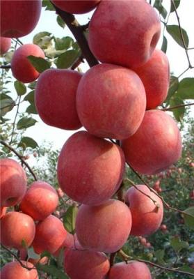 新鮮紅富士蘋(píng)果大量上市歡迎訂購(gòu)