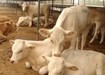 山西忻州金鼎大型牛养殖场供应品种肉牛免费