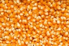 玉米 高粱 小麦 糯米 大米