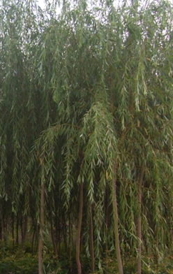 河北垂柳價(jià)格