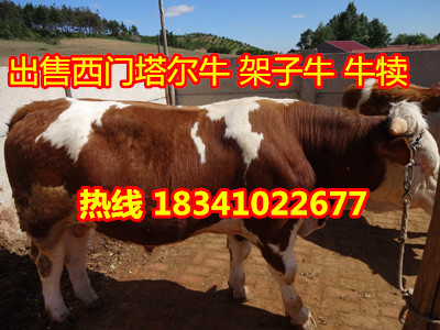 四平西門塔爾牛 東北西門塔爾牛