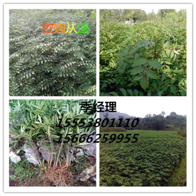 山東優(yōu)質(zhì)大紅袍花椒苗基地
