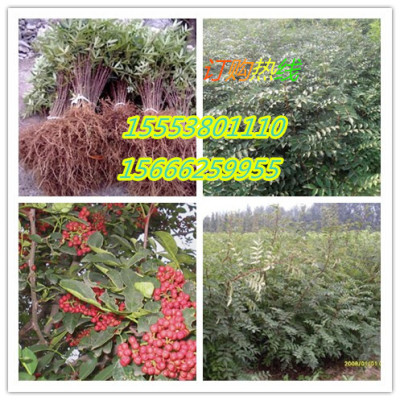 山東優(yōu)質(zhì)大紅袍花椒苗基地