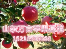 山东烟台精品红富士苹果