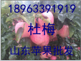 山東紙袋紅富士大量批發價格