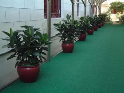 杭州滨江区办公绿化植物