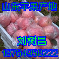 紅富士蘋果哪里有賣 山東蘋果產地在哪里