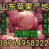 紅富士蘋果哪里有賣 山東蘋果產地在哪里