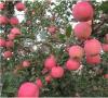 山东红富士苹果批发市场 山东红富士苹果产