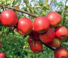 红富士多少钱一斤 山东苹果销售