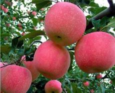 山东苹果怎么卖的 水果苹果
