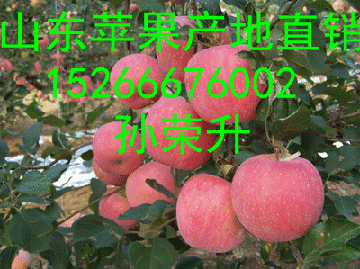 今日山东红富士苹果价格