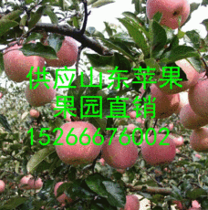 今日红富士苹果最新价格