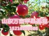 供应山东红富士苹果