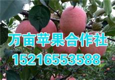 山东红富士苹果供应价格最新价格