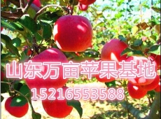 山西红富士苹果价格行情