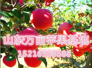 山西紅富士蘋果價(jià)格行情