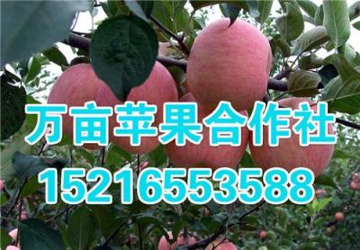 大量紅富士蘋果批發(fā)