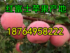 哪里紅富士價格便宜山東紅富士蘋果批發價格