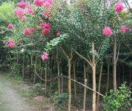 河南紫薇價(jià)格/紫薇樹價(jià)格