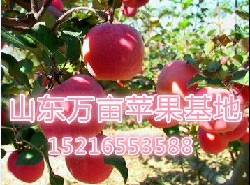 山东苹果红富士价格 红富士苹果产地价格