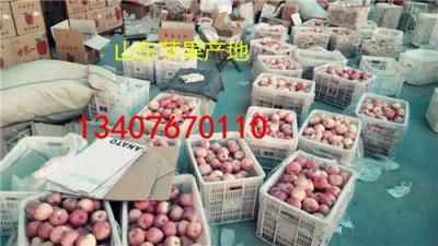 煙臺蘋果市場 蘋果基地 山東紅富士蘋果價格