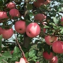 山東紅富士蘋果產(chǎn)地